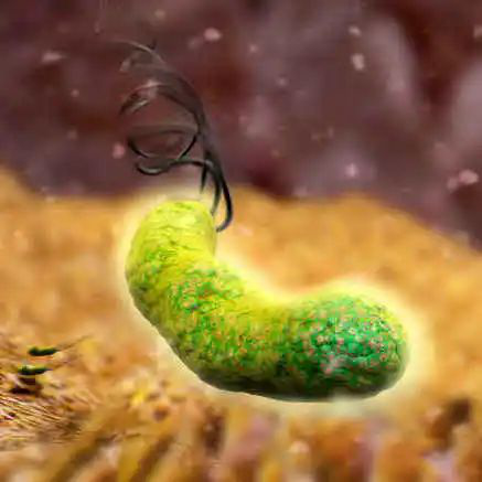 健康科普 | 幽门螺杆菌的优秀侦察兵——碳14呼气试验